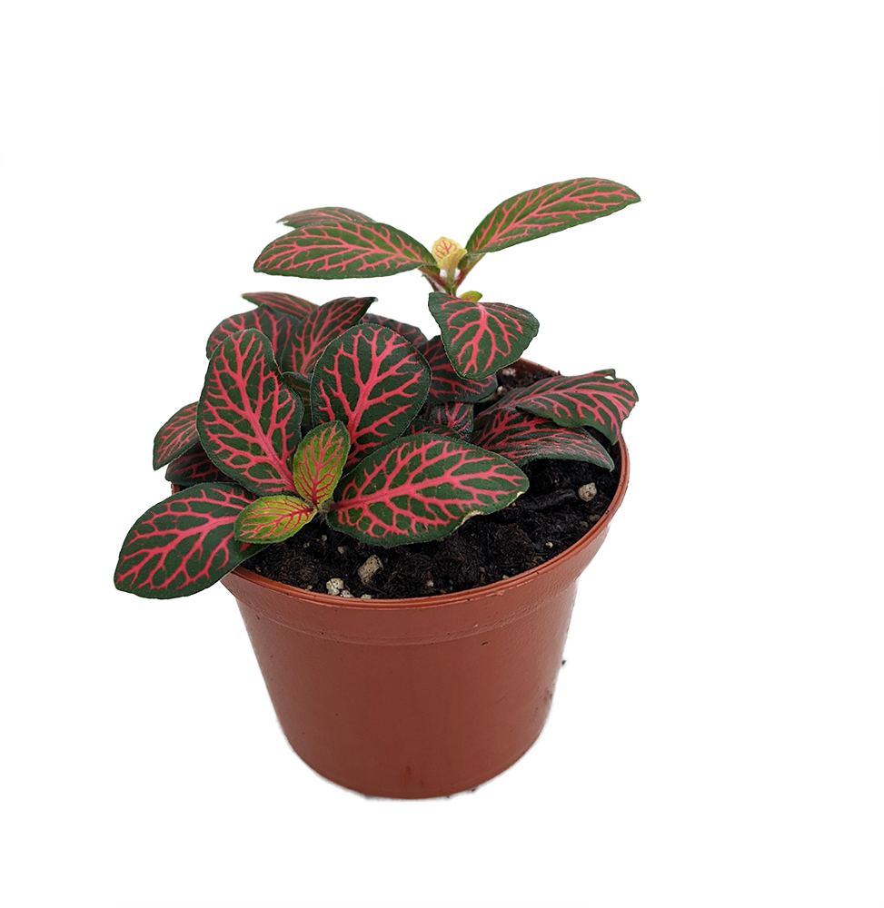 Mini Red Veined Nerve - Fittonia - Easy House Plant - 2.5" Pot - Hirt's Gardens