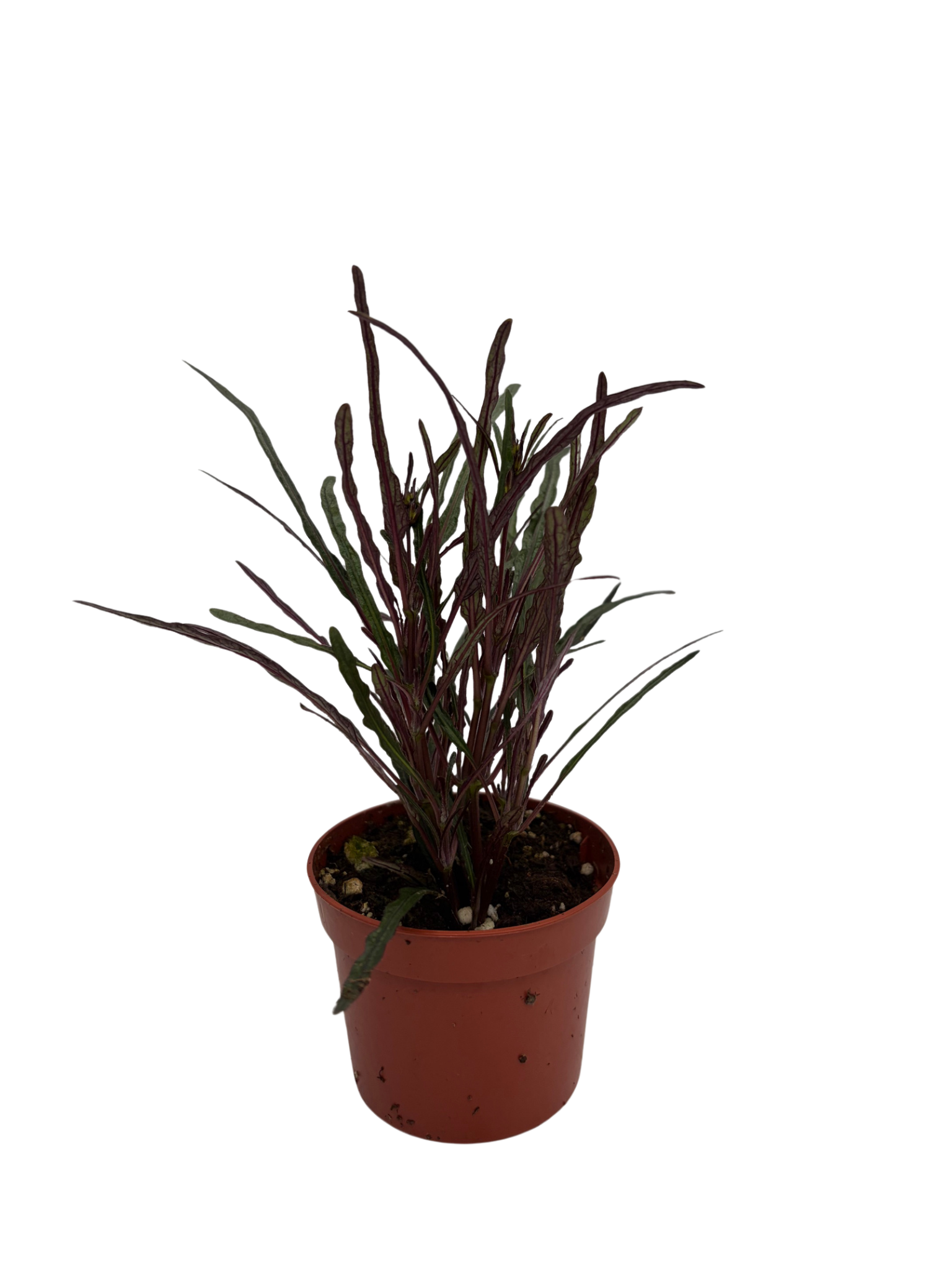 Dragon's Tongue Plant - Hemigraphis - Terrarium/FairyGarden