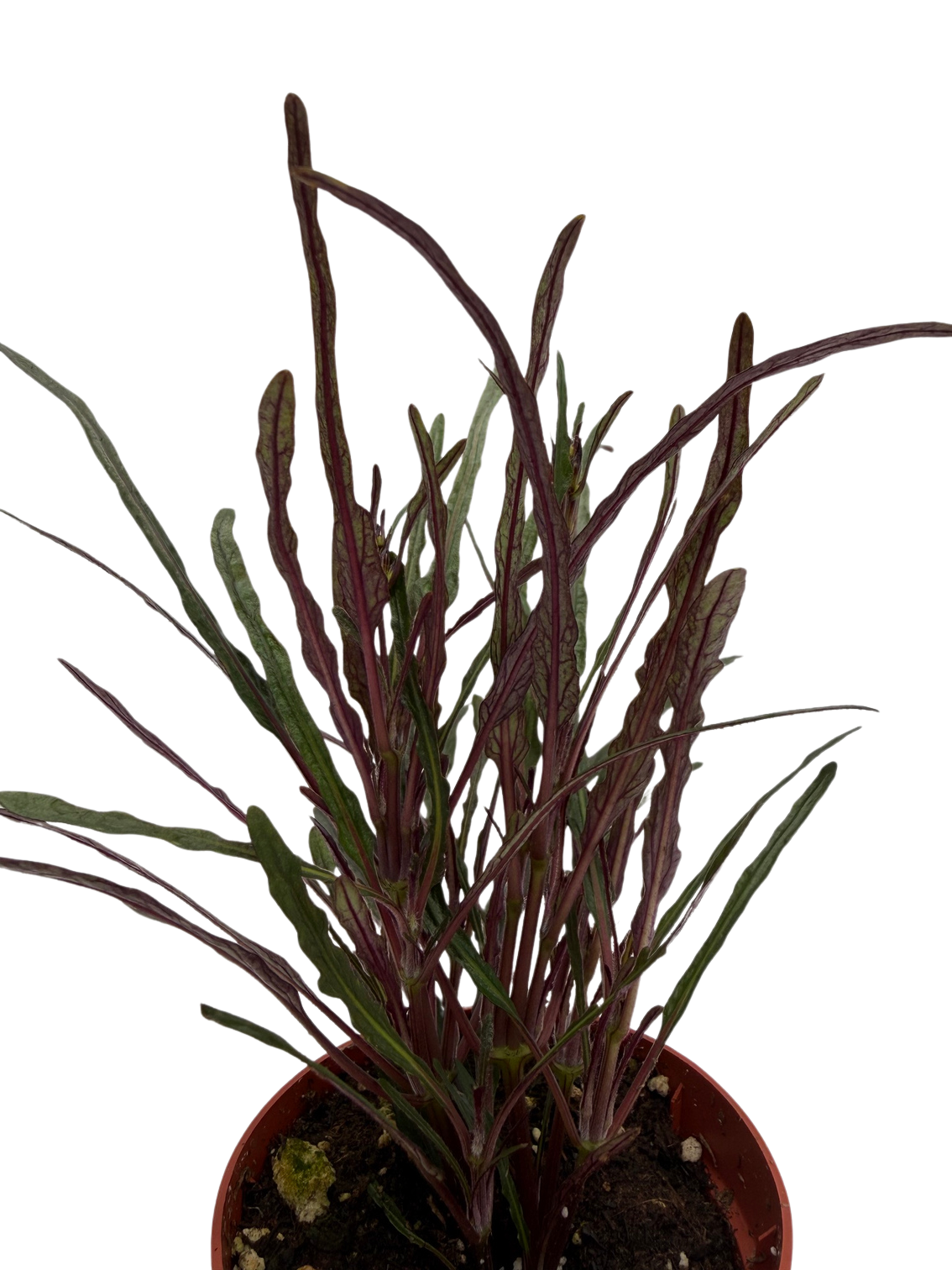 Dragon's Tongue Plant - Hemigraphis - Terrarium/FairyGarden