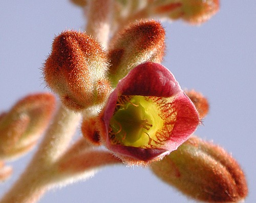 Panda Plant - Kalanchoe tomentosa - Easy Succulent -2.5