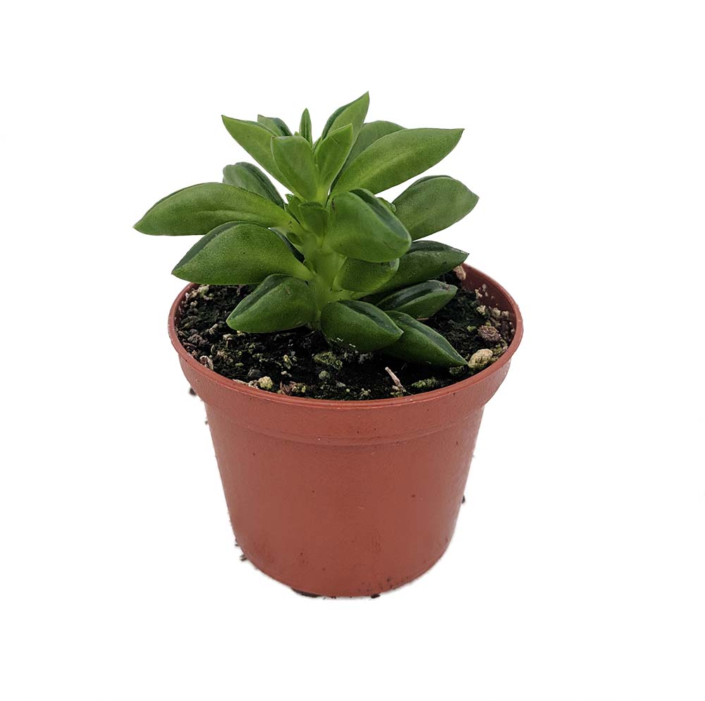 Taco Leaf Peperomia - Peperomia axilaris - Easy Succulent Houseplant - 2.5"  Pot - Hirt's Gardens