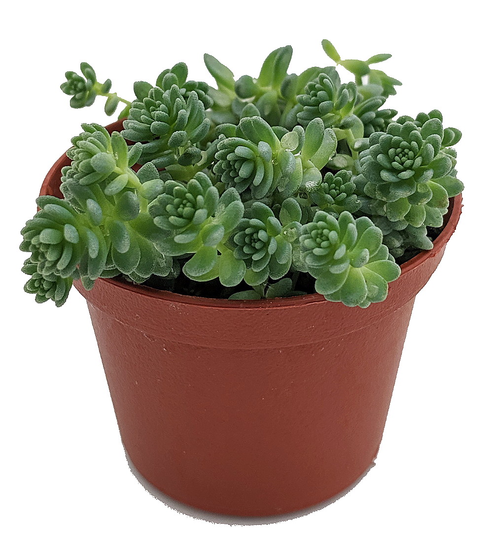 Corsican Blue Tears Sedum - Sedum dasyphyllum - Indoors or Out - 2.5" Pot