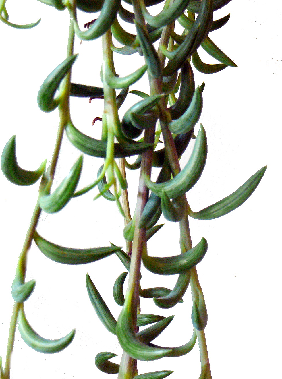String of Fishhooks Succulent Senecio radicans 6" Hanging Pot
