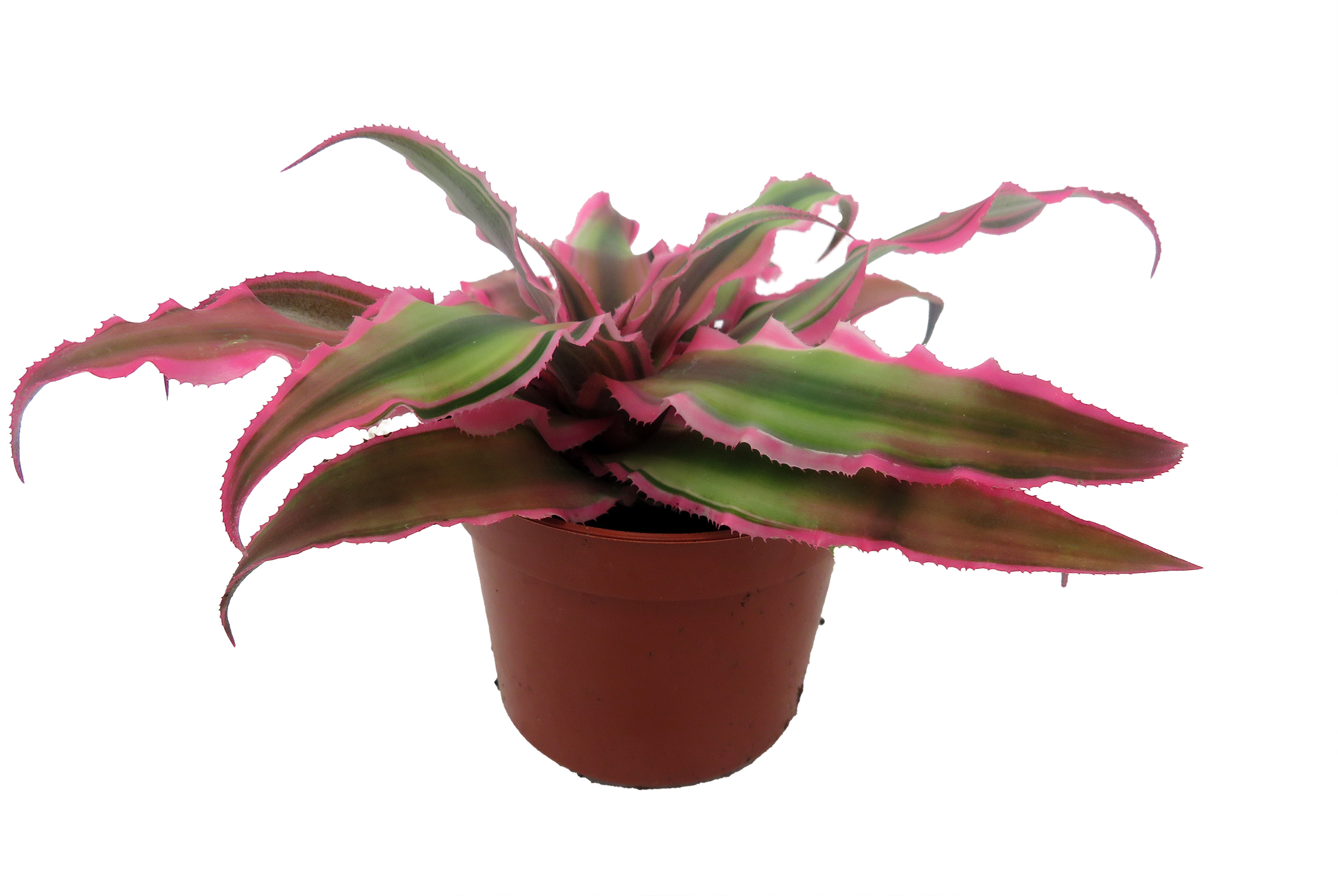 Set 4 Piante Cryptanthus – Bromelia Terra Stella – Variegate – Ideali Per Terrario E Davanzale – Vaso 9cm