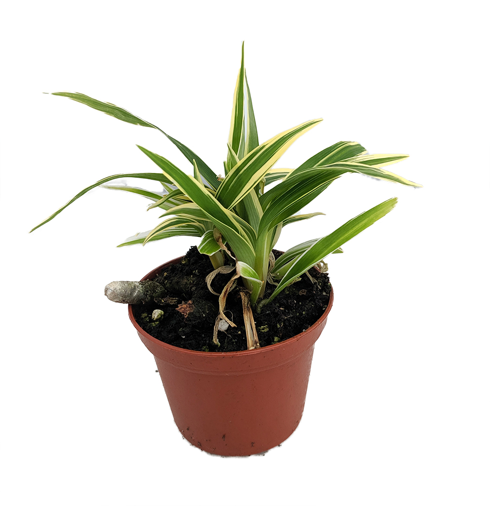 Spider Hardy Plant – Verdant Lyfe