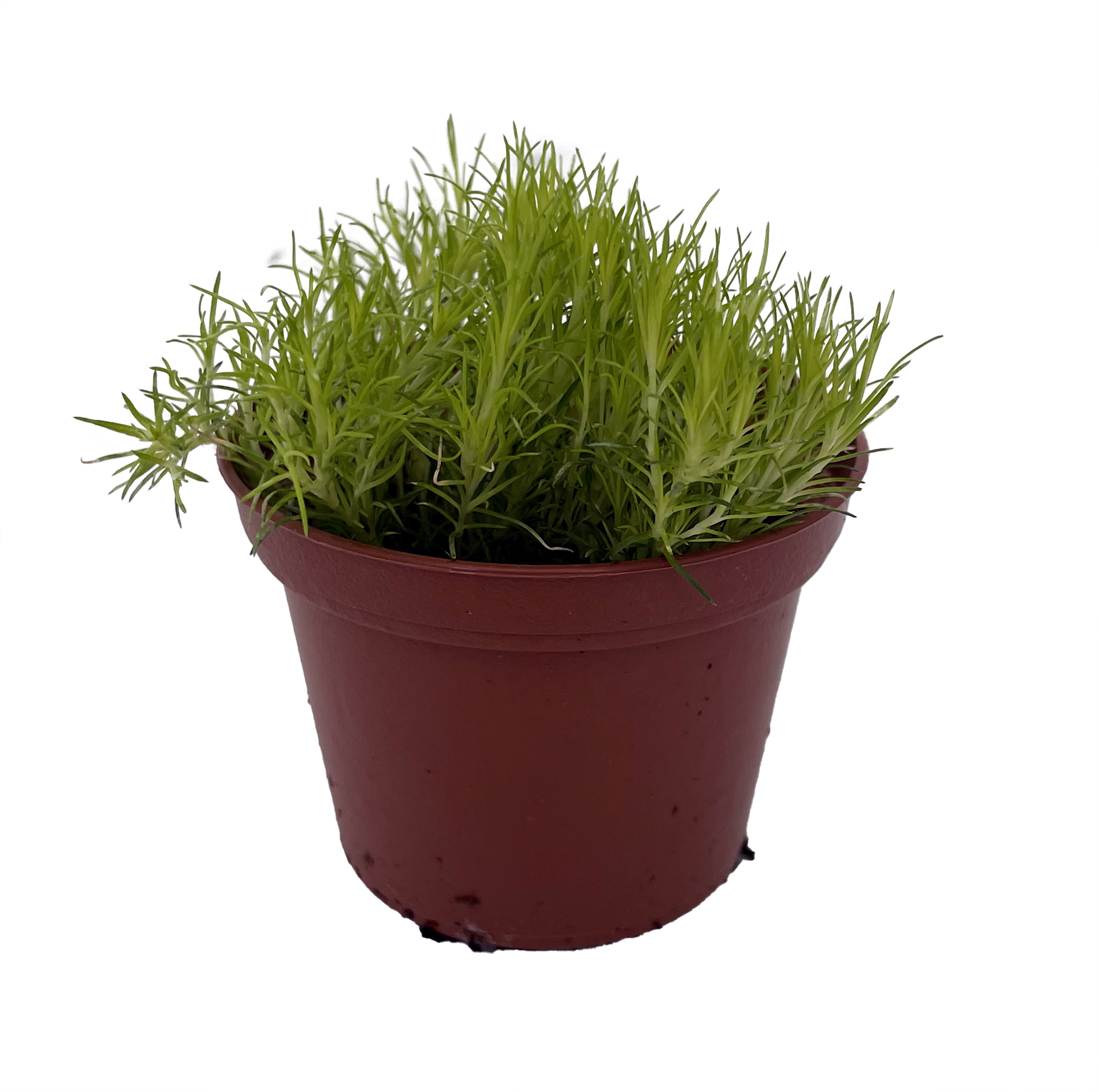 Golden Scotch Moss - Sagina Subulata Aurea - Hardy Groundcover or Indoors - 2.5 Pot