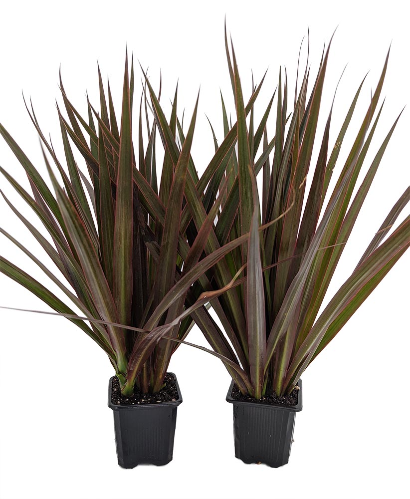 Madagascar Dragon Tree