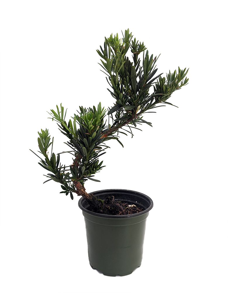 Stylized Buddhist Pine Tree Houseplant Bonsai Podocarpus 4 Pot Hirt S Gardens
