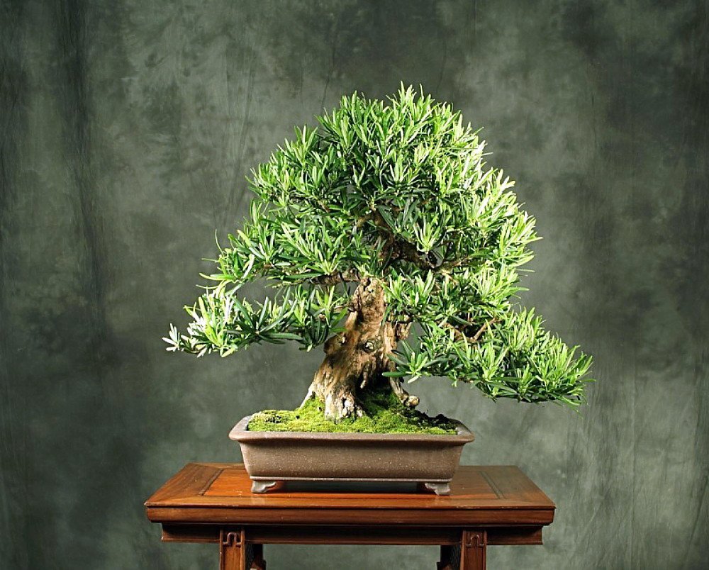 Stylized Buddhist Pine Tree Houseplant Bonsai Podocarpus 4 Pot Hirt S Gardens