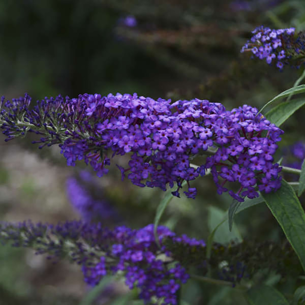 Blue Knight Butterfly Bush Buddleia Monarch Collection Gallon Pot Hirt S Gardens