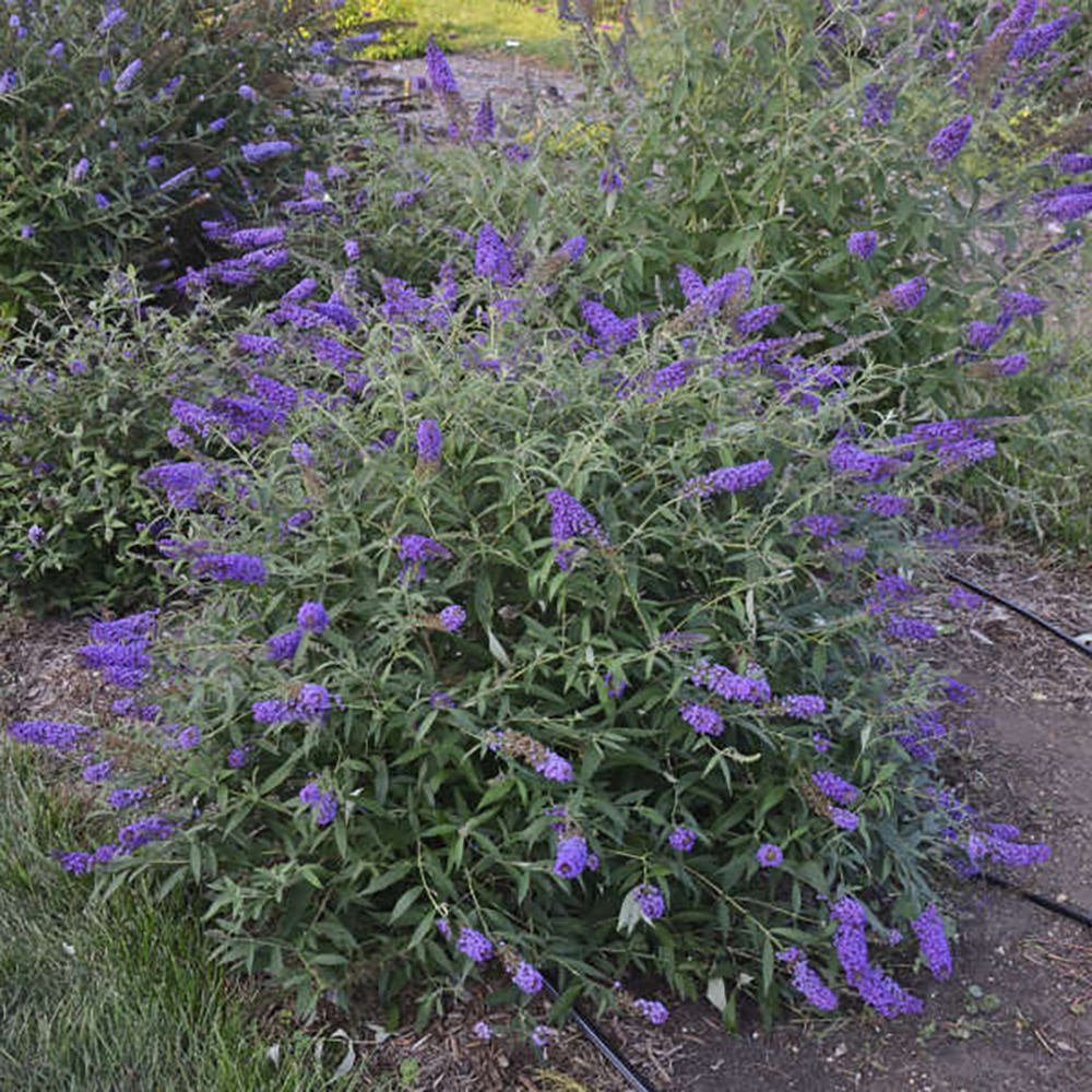 Blue Knight Butterfly Bush Buddleia Monarch Collection Gallon Pot Hirt S Gardens