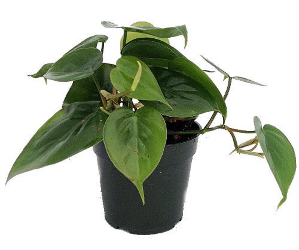 Hirt's Gardens Heart Leaf Philodendron - Easiest House Plant to Grow - 4"  Pot - Hirt's Gardens
