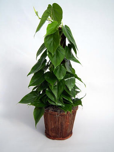 Hirt's Gardens Heart Leaf Philodendron - Easiest House Plant to Grow - 4"  Pot - Hirt's Gardens