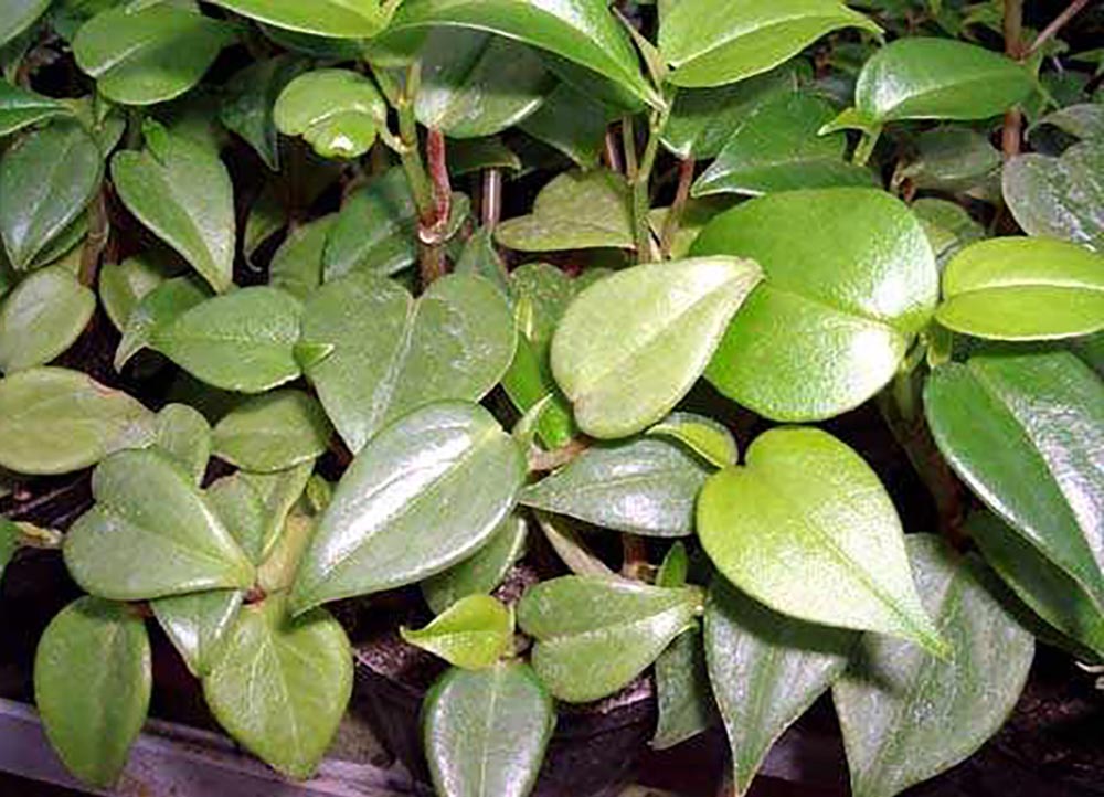 Green Piper Peperomia Scandens Easy House Plant 2 5 Pot Hirt S Gardens