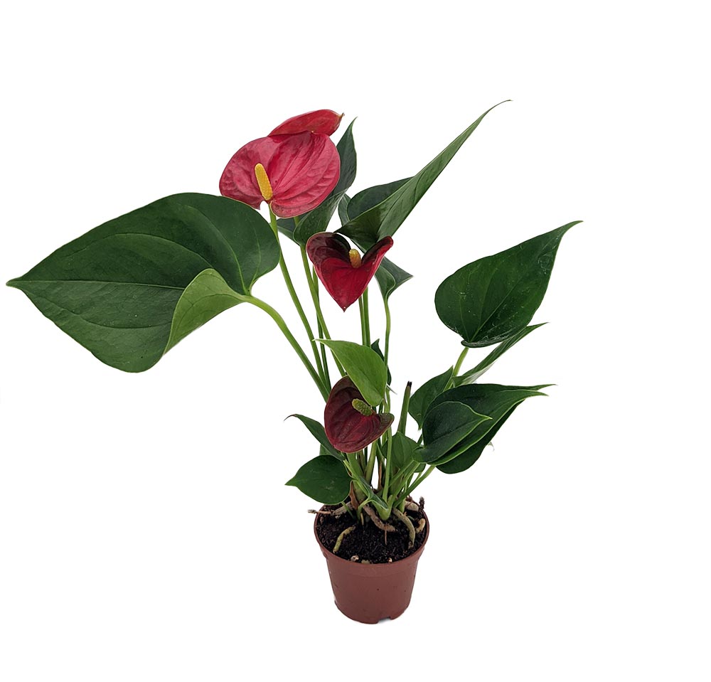 Red Queen Miniature Blooming Anthurium 2 5 Pot Easy House Plant Hirt S Gardens