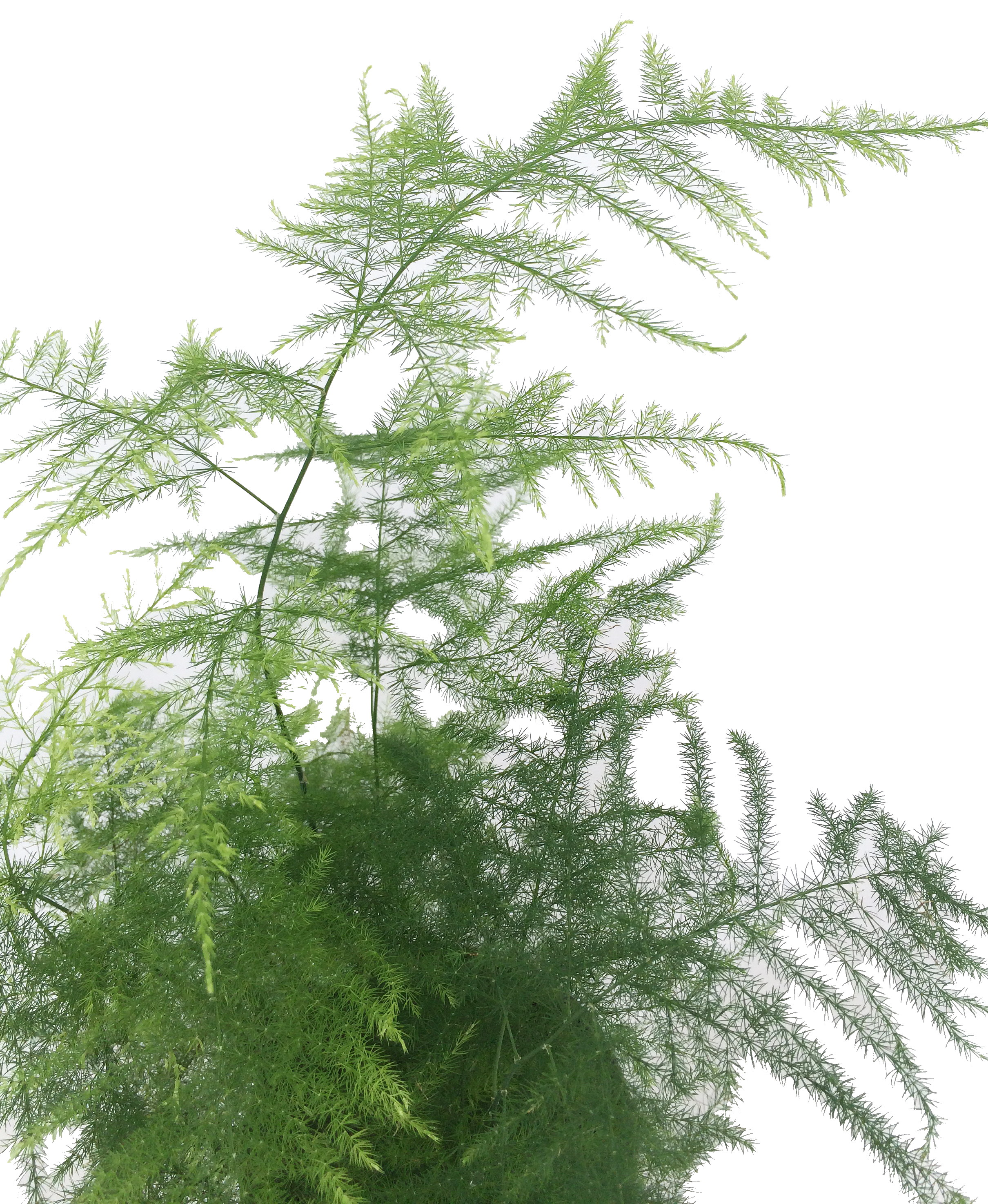 Asparagus Ferns to Know and Grow