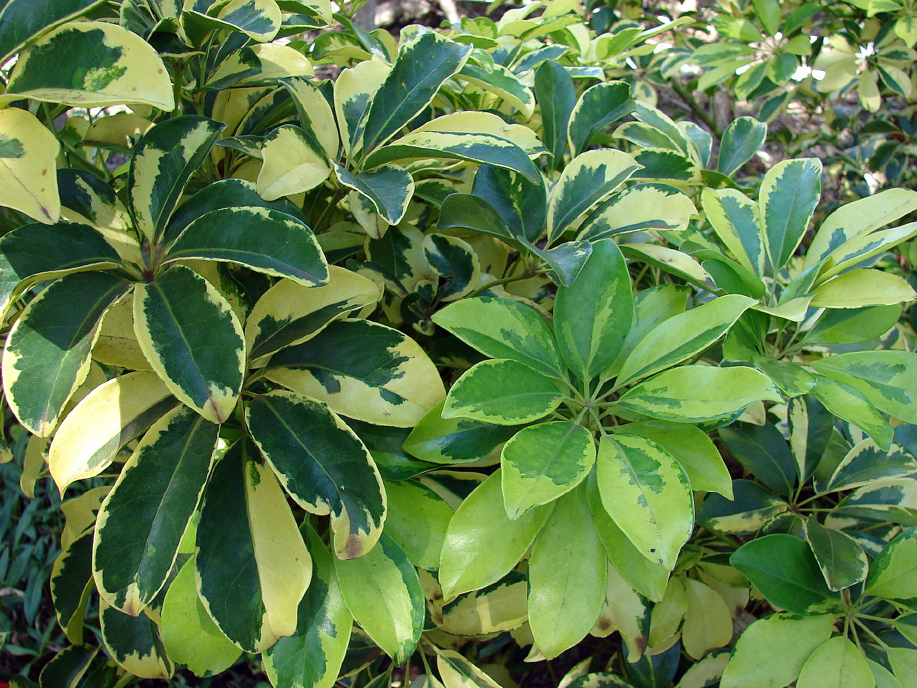 Gold & Green Hawaiian Schefflera Plant - 3.5" Pot - Great Indoors - Hirt's  Gardens
