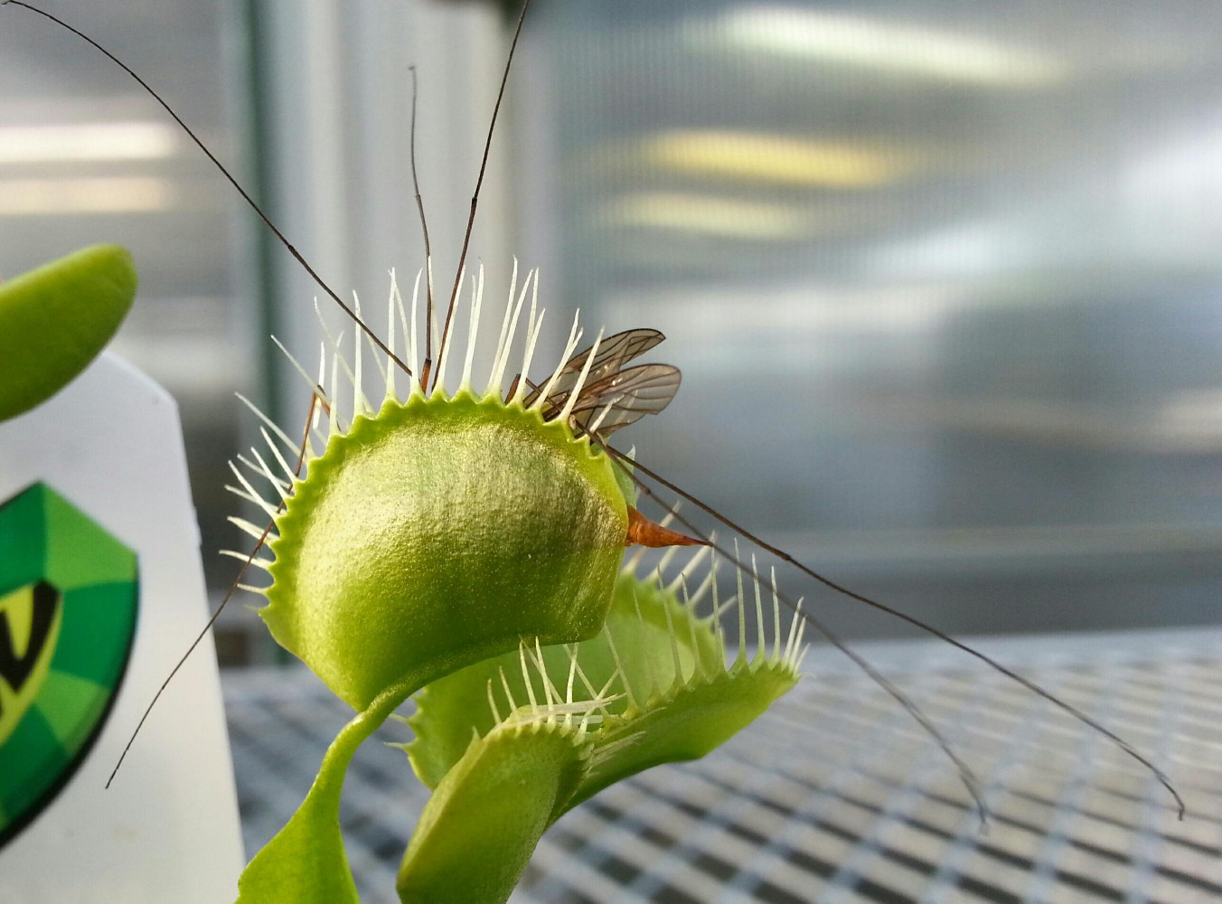 carnivorou plant venus fly trap