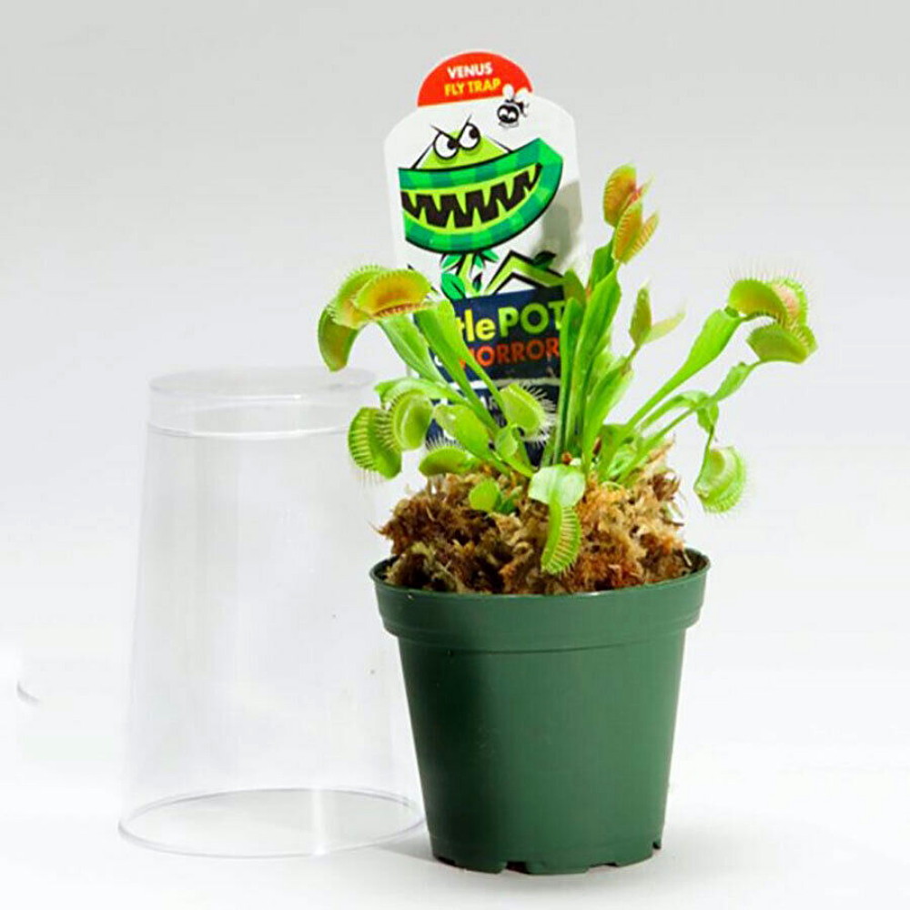 Venus Fly Trap Plant - CARNIVOROUS - Dionaea - 3" Pot