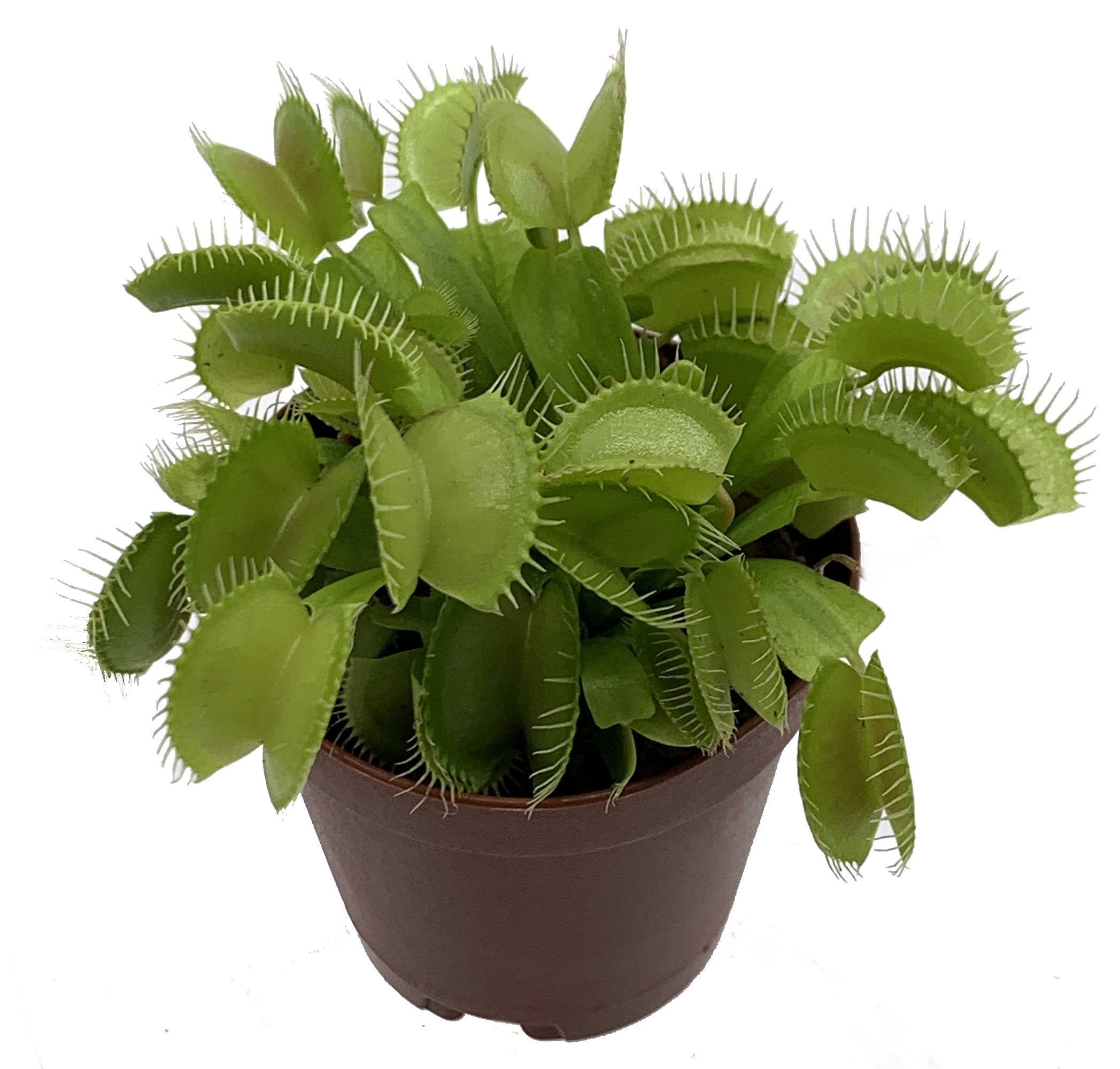 How To Grow A Venus Fly Trap Plant Indoors - The Carnivore Plant!