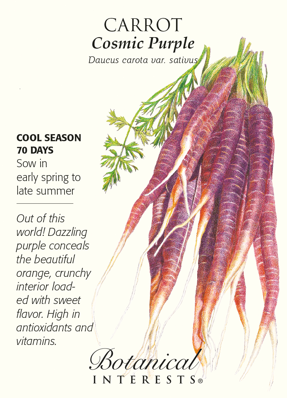 purple carrot seeds