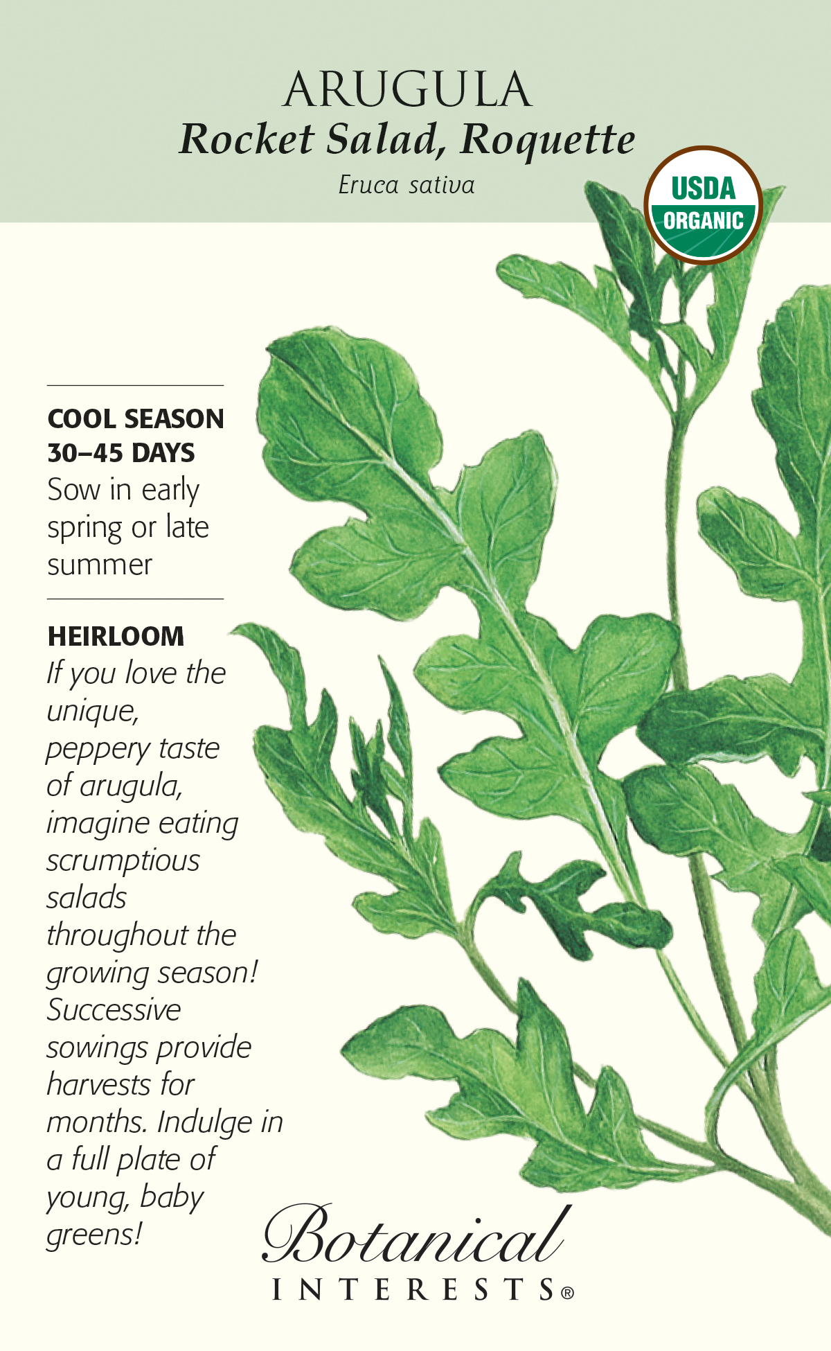 Arugula - Rocket Salat (Roquette) Heirloom Seeds