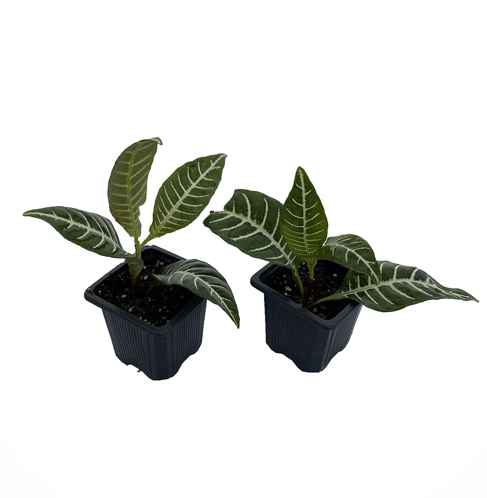Zebra Plant Aphelandra 2 Pack 3 Pots Exotic Unusual House Plant Hirt S Gardens