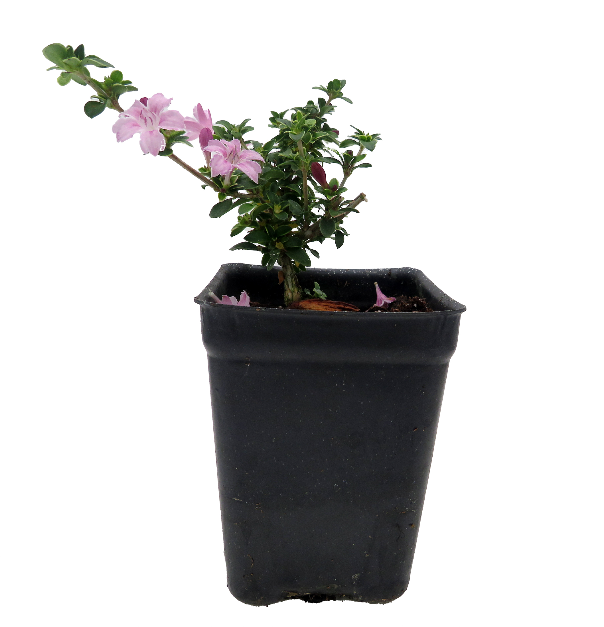 Cherry Blossom Serissa Tree - 2.5" Pot - House Plant, Fairy Garden Plant,  Bonsai - Hirt's Gardens