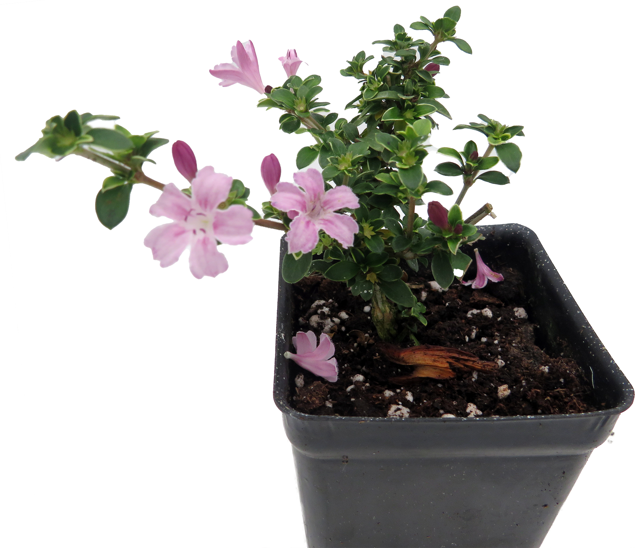 juniper bonsai inside Bonsai Juniper – Elegant, Low-Maintenance Bonsai for Home & Garden main image 1