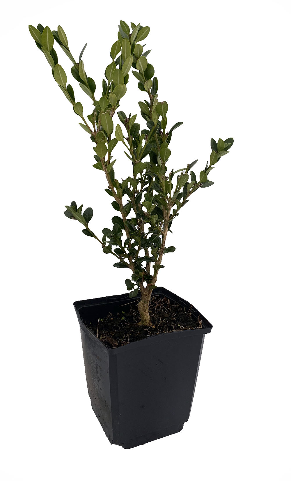Common Boxwood Bonsai Tree Buxus Sempervirens Indoor Bonsai 5 Pot Hirt S Gardens