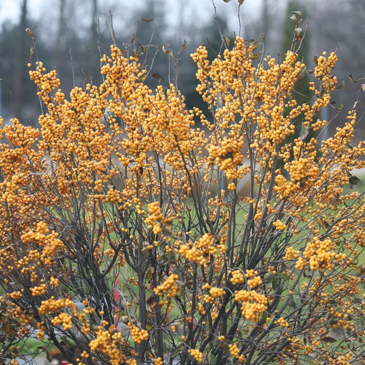 GOLD BERRY HEAVY® Winterberry Holly - 4 Pot - Proven Winners