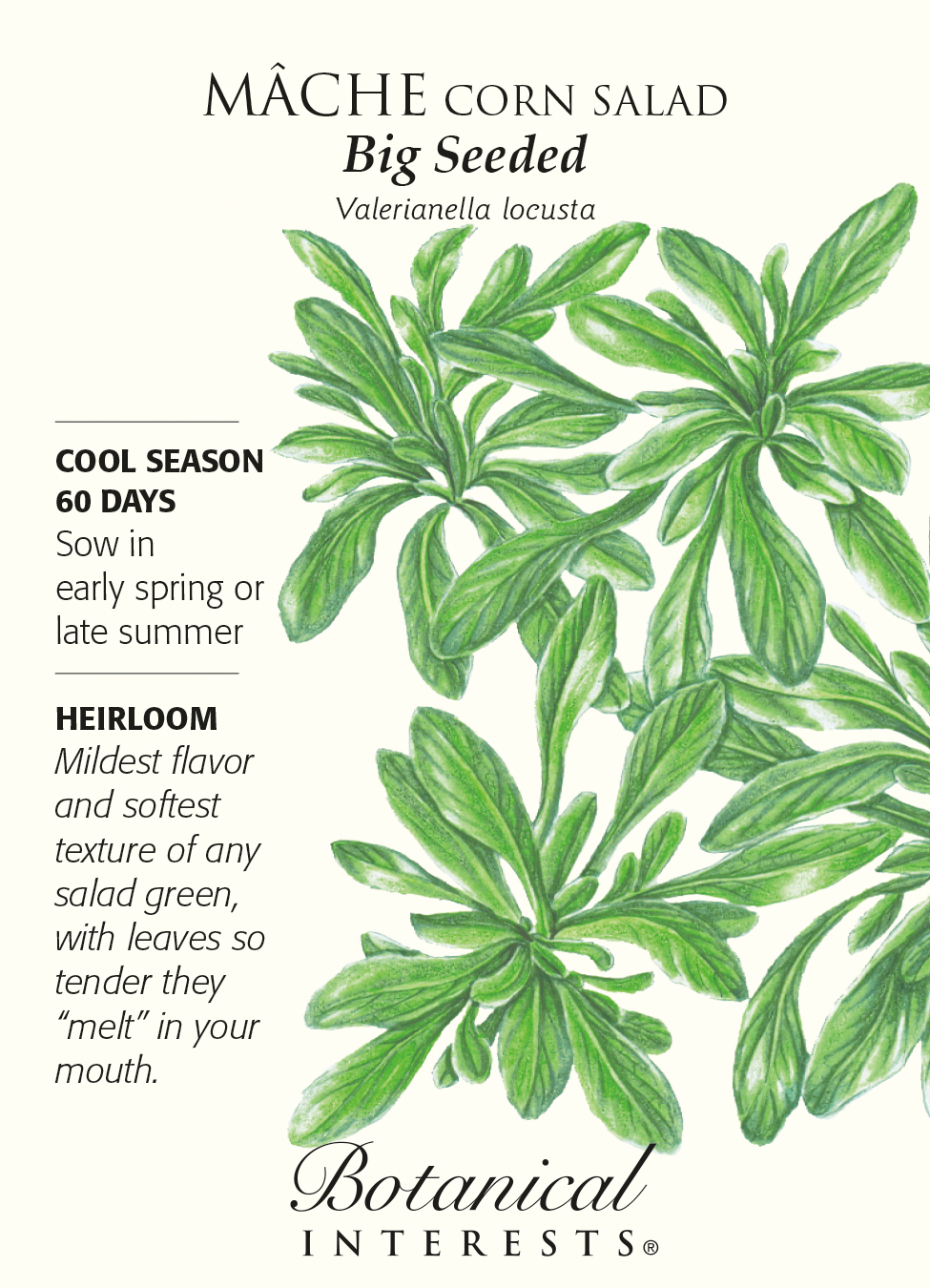 CORN SALAD/ MACHE Information & Growing Tips! (Valerianella locusta) 