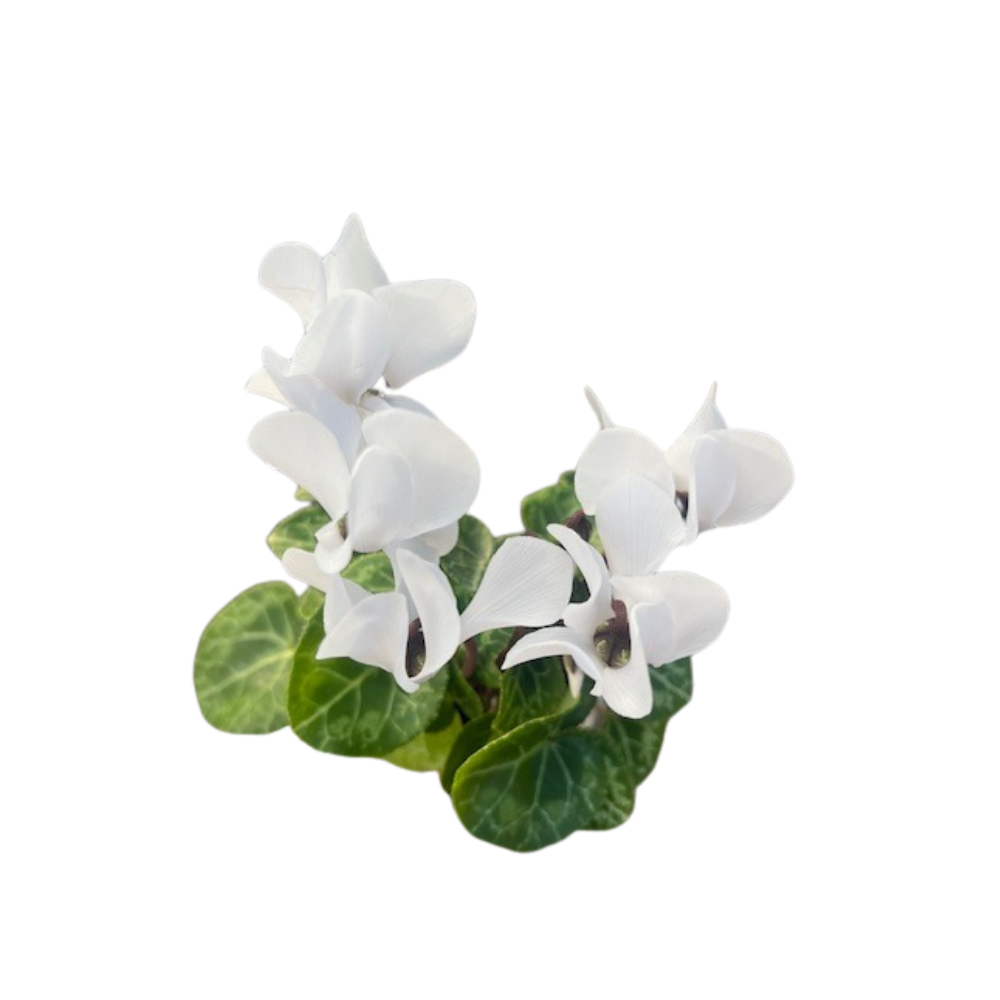 money plant uk Pachira Aquatica Money Tree House Plant  Plants For All Seasons