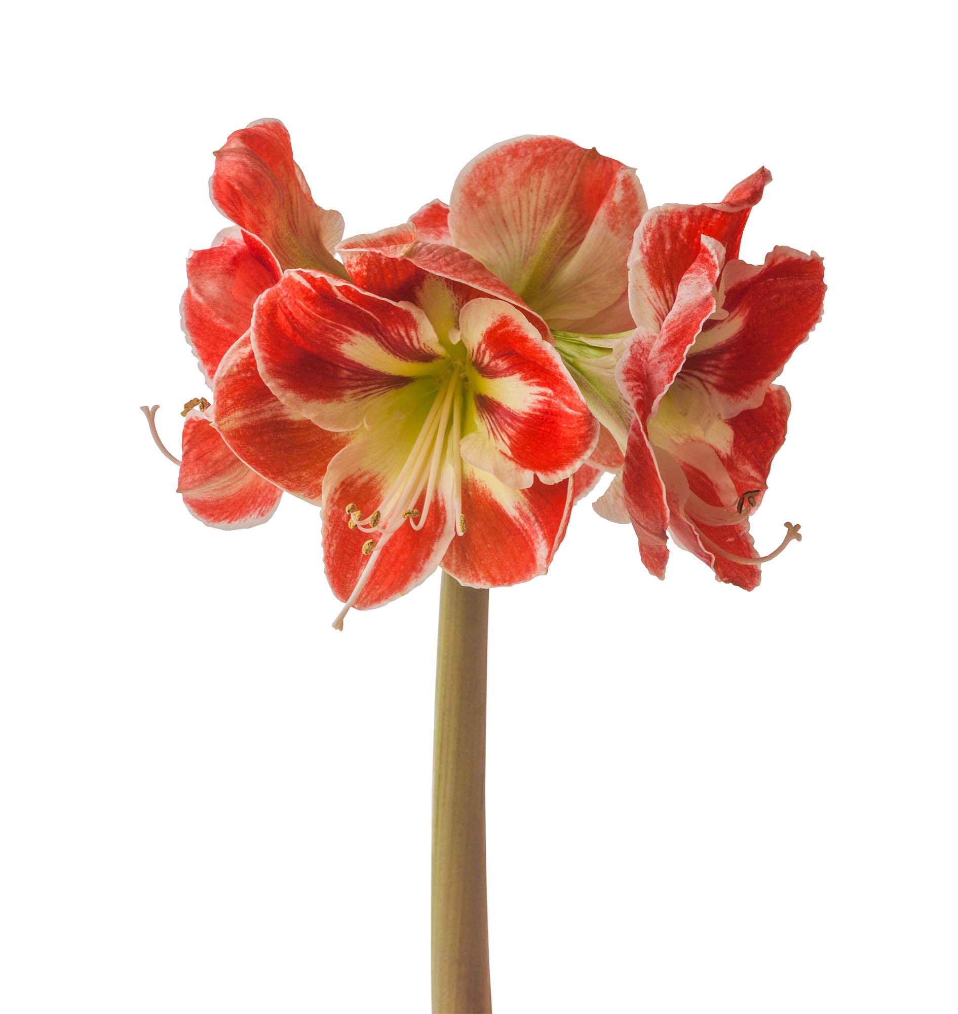 Fantastica Amaryllis - EXOTIC - Easy to Grow! - 30/32 cm Bulb