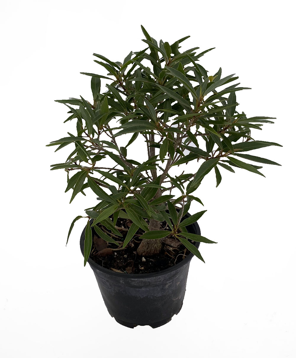 Bamboo Leaf Weeping Fig Tree Bonsai House Plant Ficus Nerifolia 6 Pot Hirt S Gardens