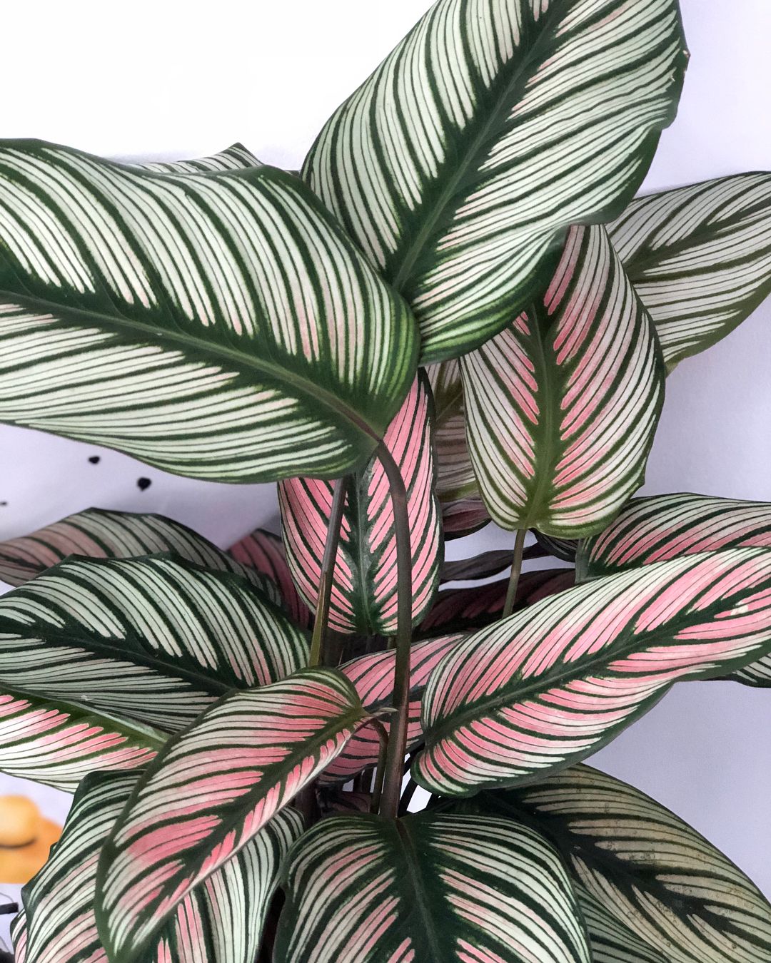 Rare White Star Peacock Plant - Calathea - Easy House Plant - 4