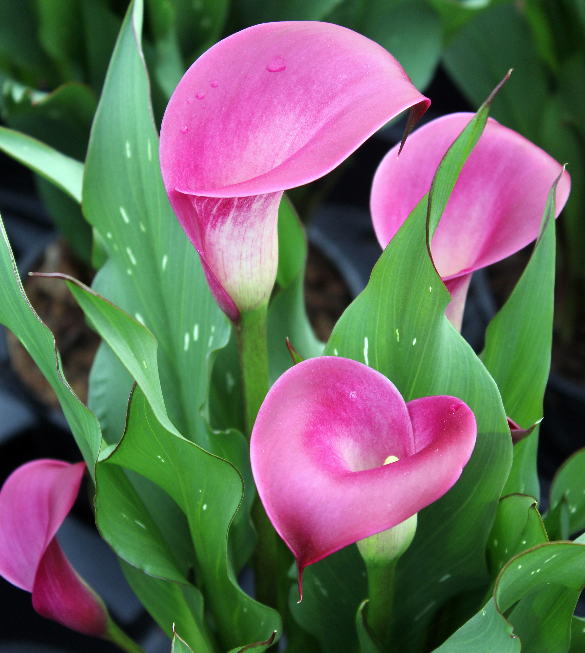 Sumatra Calla Lily Bulb 14/16cm - Gorgeous Pink! - Hirt's Gardens