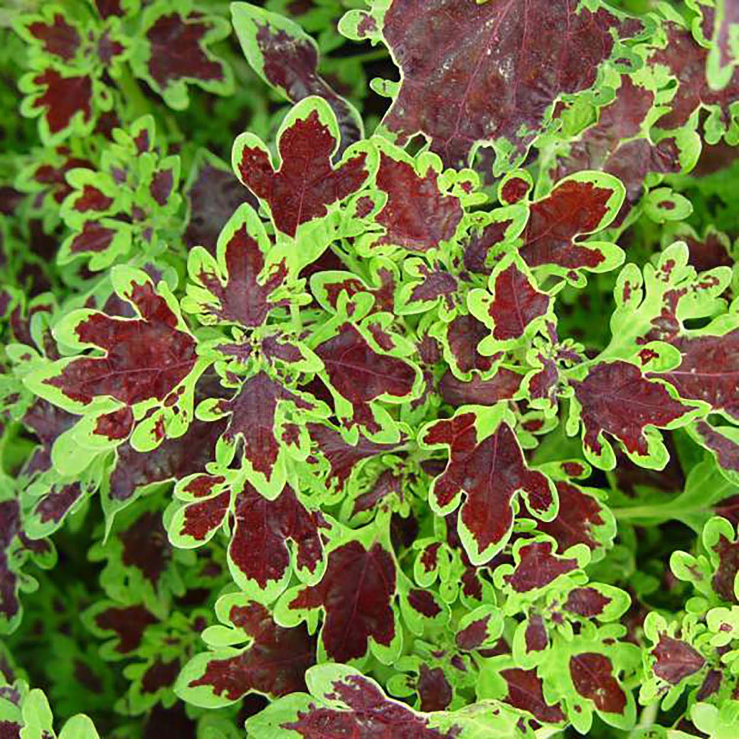 Inky Fingers Solenostemon Coleus Vibrant Foliage 2 5 Pot Easy To Grow Hirt S Gardens Good article on coleus (my new favorite for containers) including care, how to take cuttings in the fall and grow indoors over the winter, shaping. inky fingers solenostemon coleus vibrant foliage 2 5 pot easy to grow