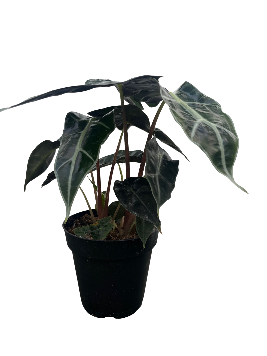 Amazon Black Shield Plant - Alocasia Polly - Houseplant - 6" Pot - Hirt's  Gardens
