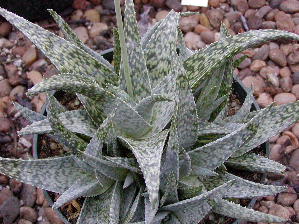White Fox Aloe Plant - 4" Pot - Succulent - Hirt's Gardens