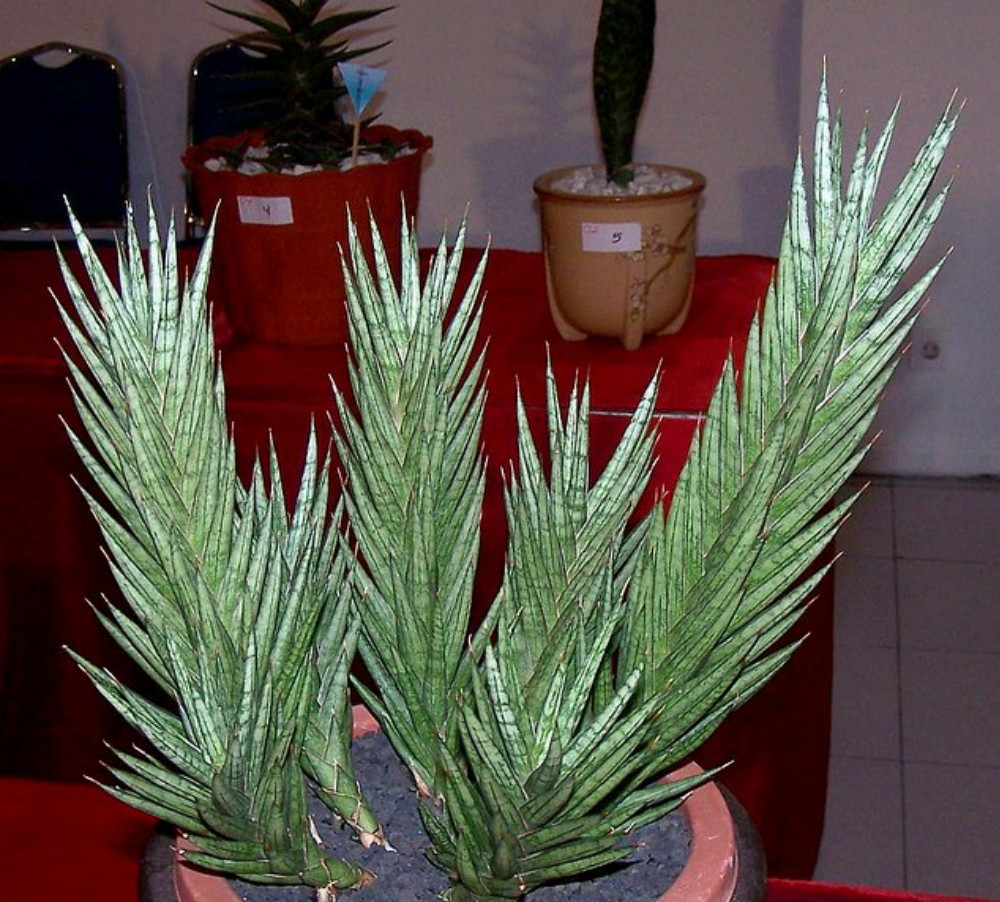 TÌNH YÊU CÂY CỎ ĐV 5 - Page 36 4741466075_5d5f5a3abd_b__48869.1611786088