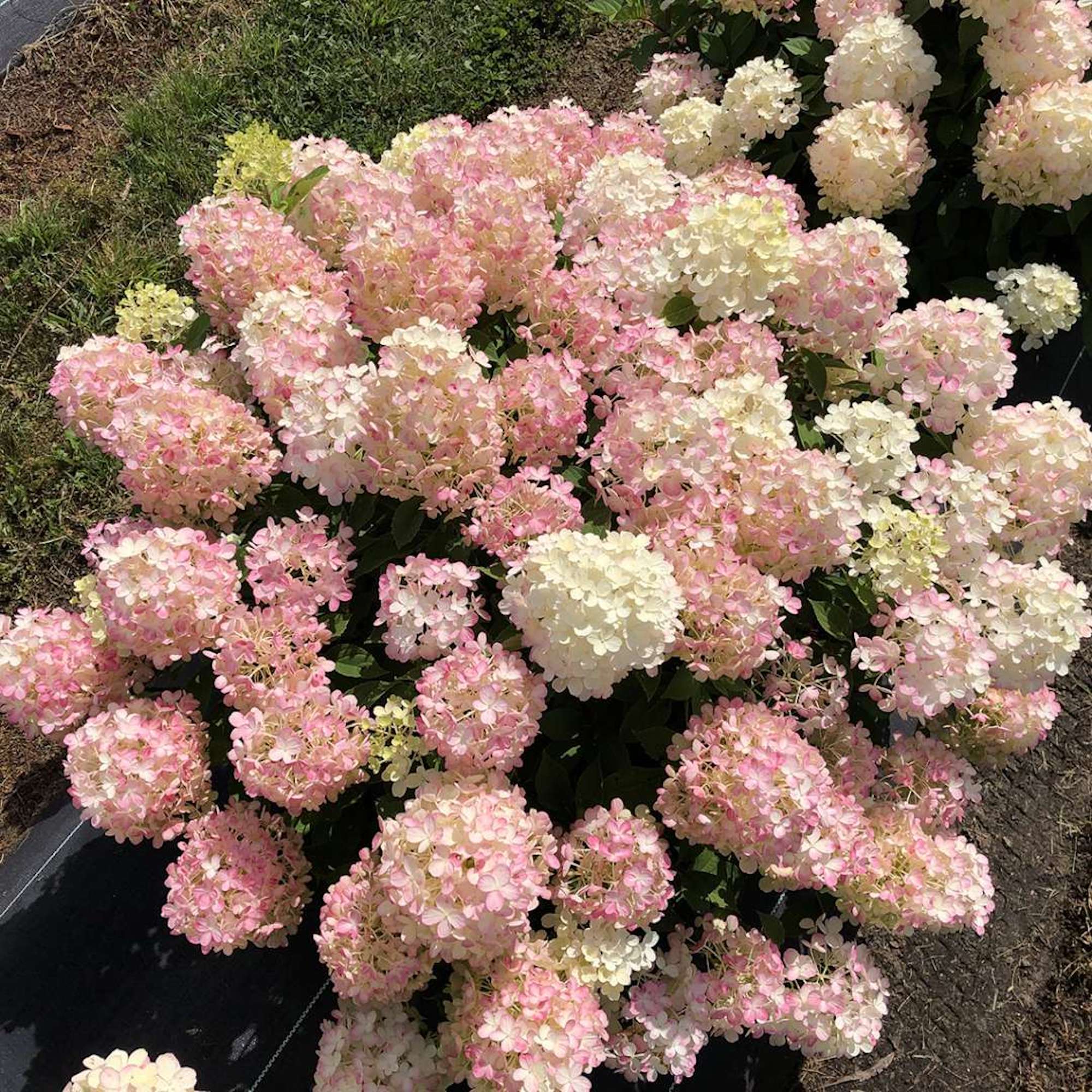 Hydrangea4937　1003 Antiqued Blue Pee Gee Hydrangea Faux Stem – Cailini Coastal