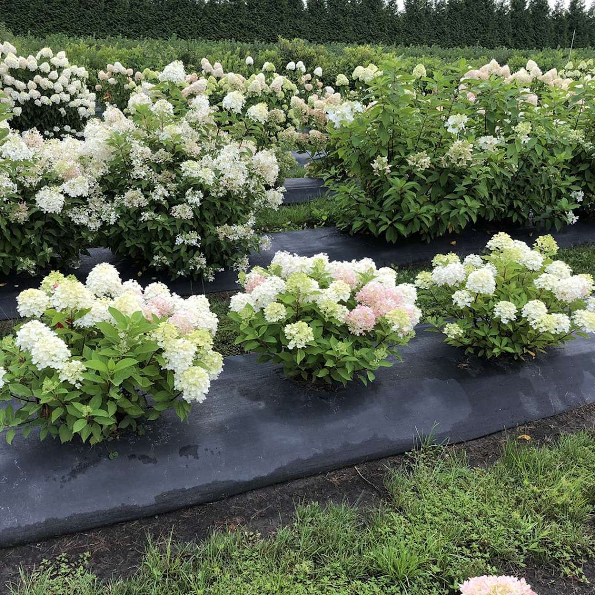 Hydrangea4937　1003 Antiqued Blue Pee Gee Hydrangea Faux Stem – Cailini Coastal