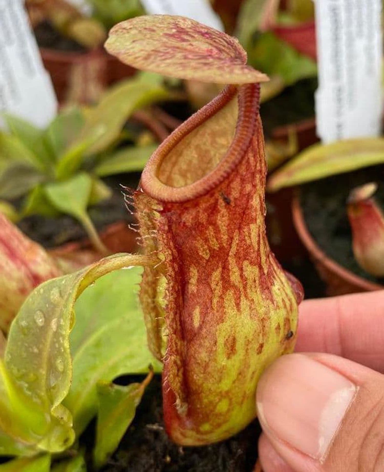 St Gaya Pitcher Plant Nepenthes Carnivorous Exotic 2 5 Pot Hirt S Gardens Nepenthes are a genus of pitcher plant, growing amazing traps on the leaf vein, making them one of the most fascinating of the carnivorous plants. st gaya pitcher plant nepenthes carnivorous exotic 2 5 pot