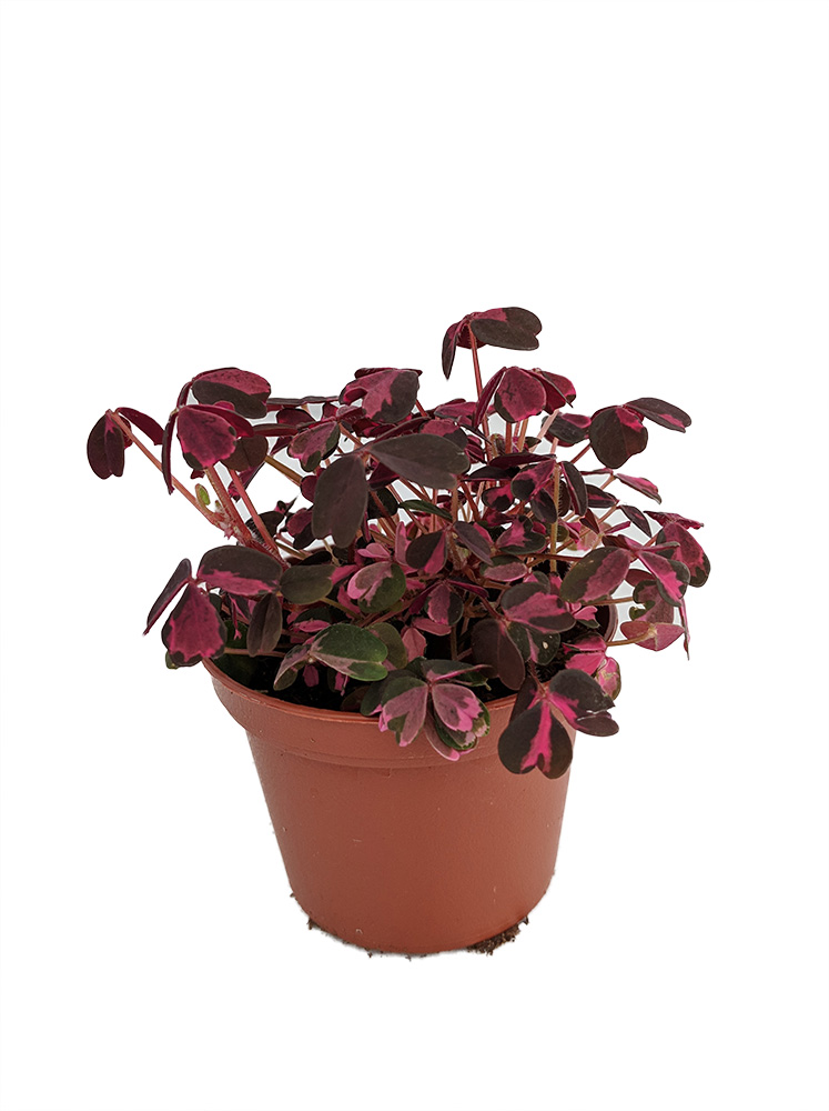 canada philodendron Philodendron PPP & White Wizard Starter Pack Canada