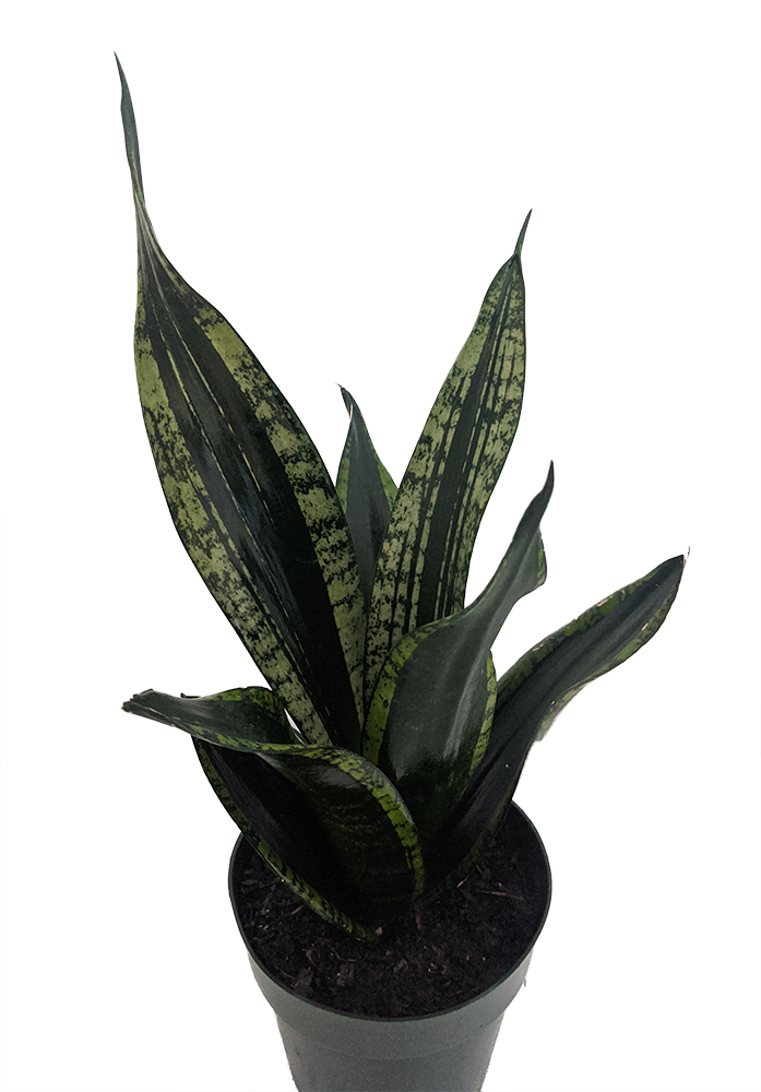 sansevieria sp SNAKE PLANT SANSEVIERIA 8in – Watters Garden Center