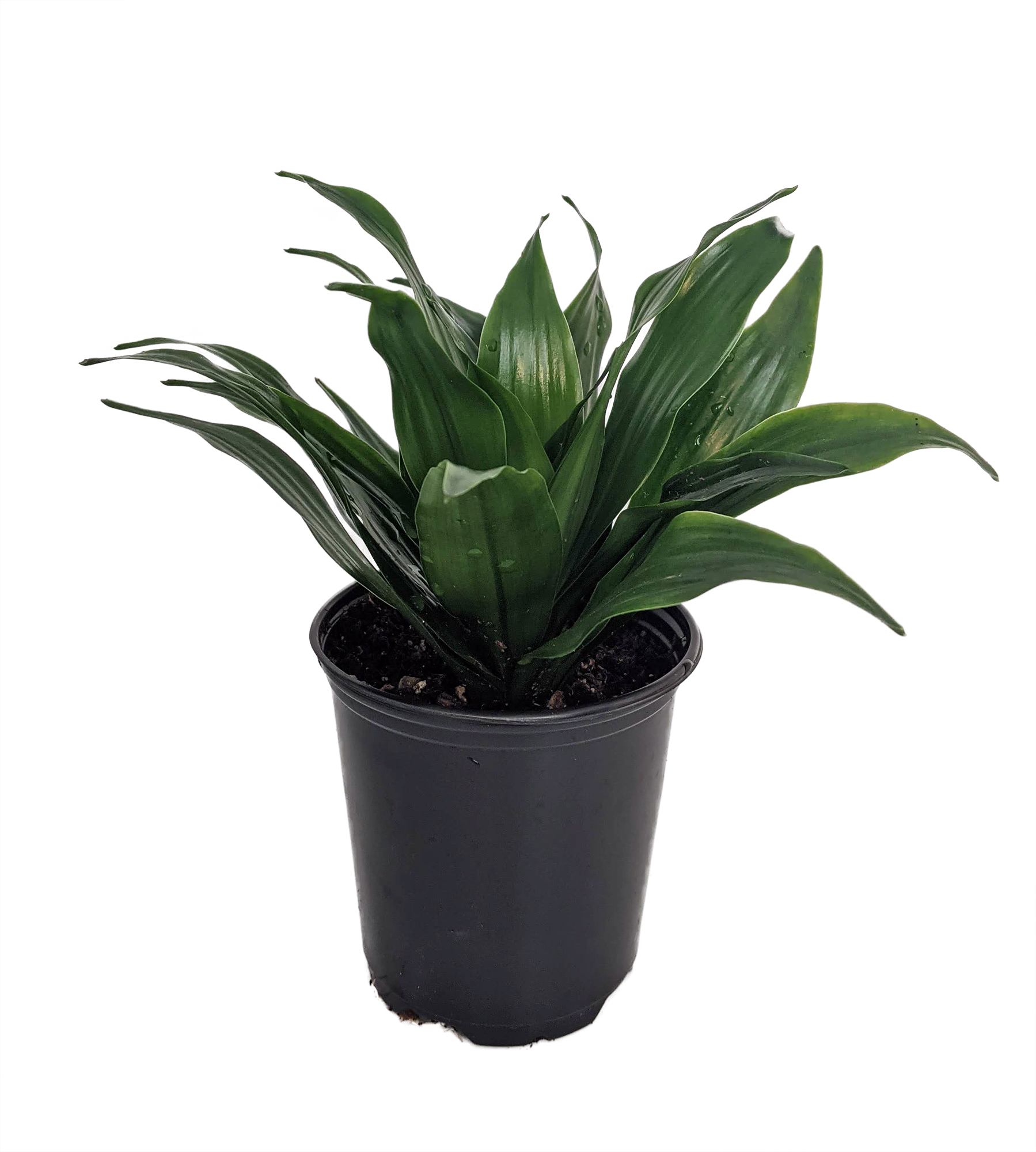 Green Jewel Madagascar Dragon Tree Dracaena 3 5 Pot Hirt S Gardens