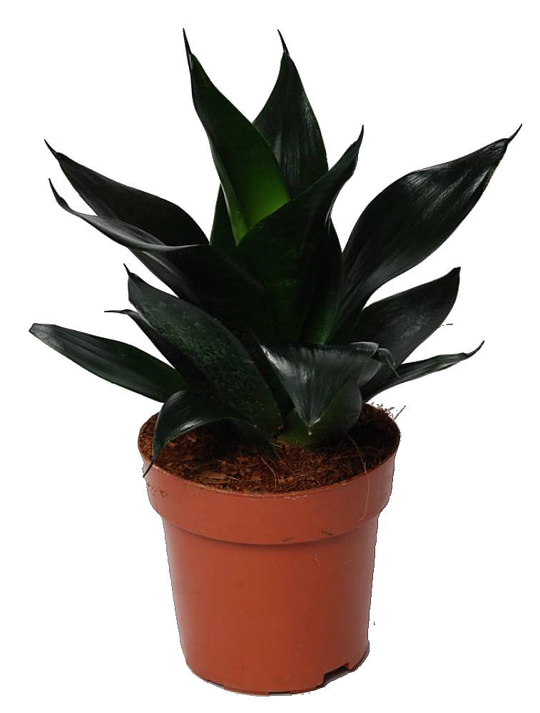 Black Dragon Snake Plant Sansevieria 6" Pot Collector's Series
