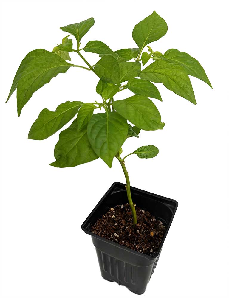 Trinidad Scorpion Chile Pepper Plant Straignt From The Depths Of Hell 2 5 Pot Hirt S Gardens