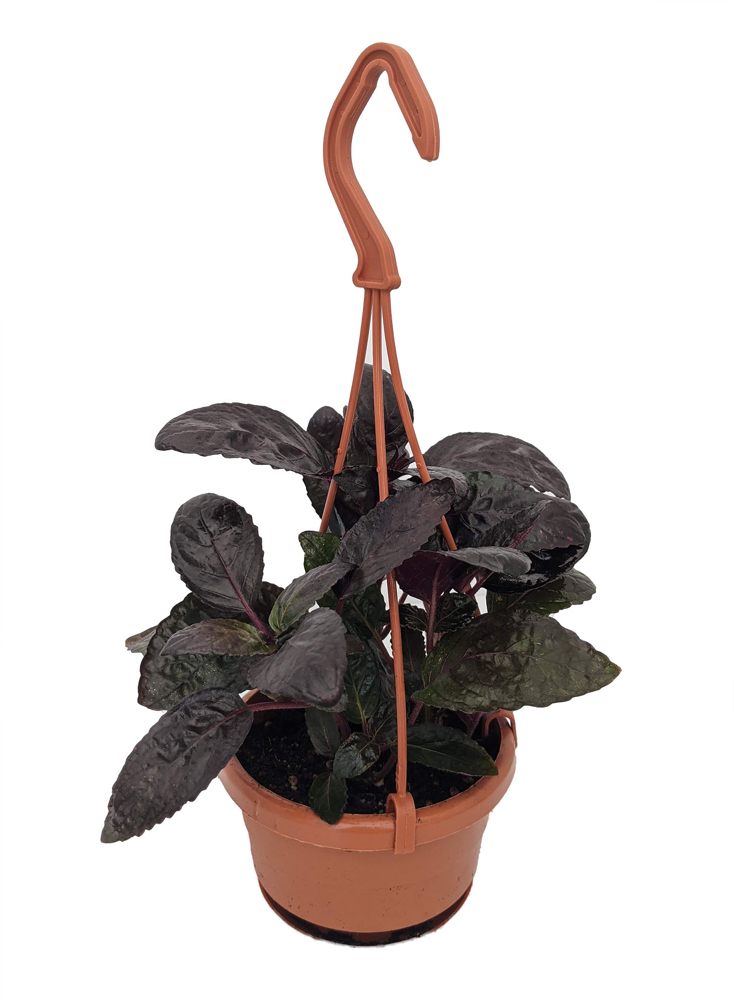 Purple Waffle Plant - Hemigraphis - 4" Mini Hanging Basket - Easy House  Plant - Hirt's Gardens